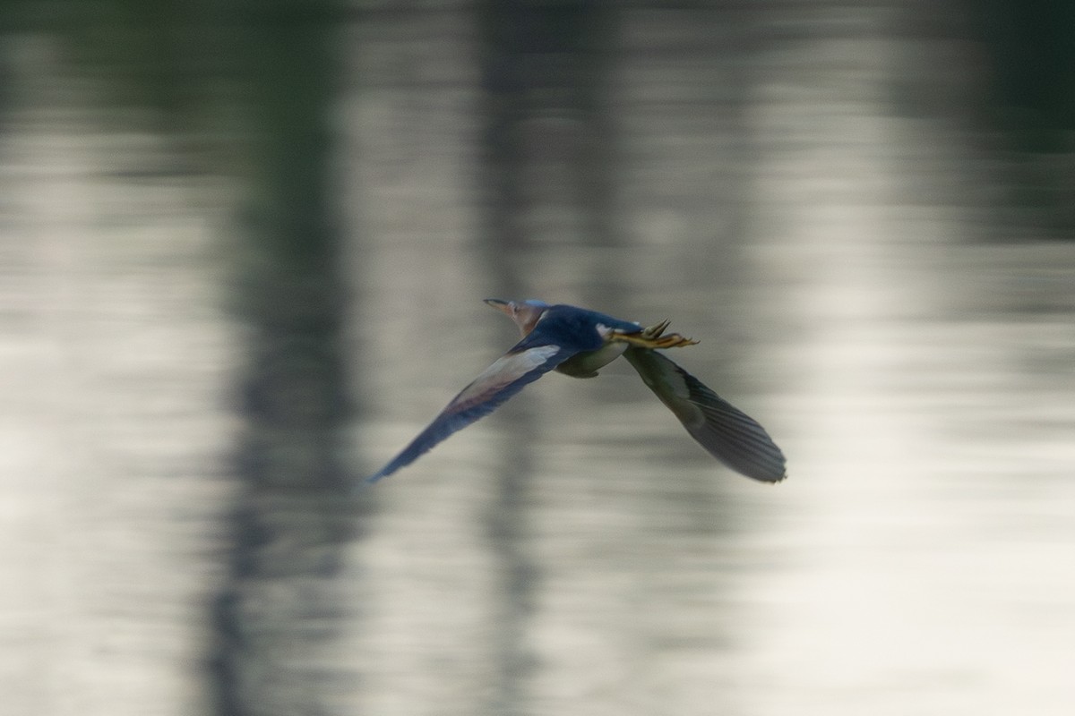 Black-backed Bittern - ML646103082