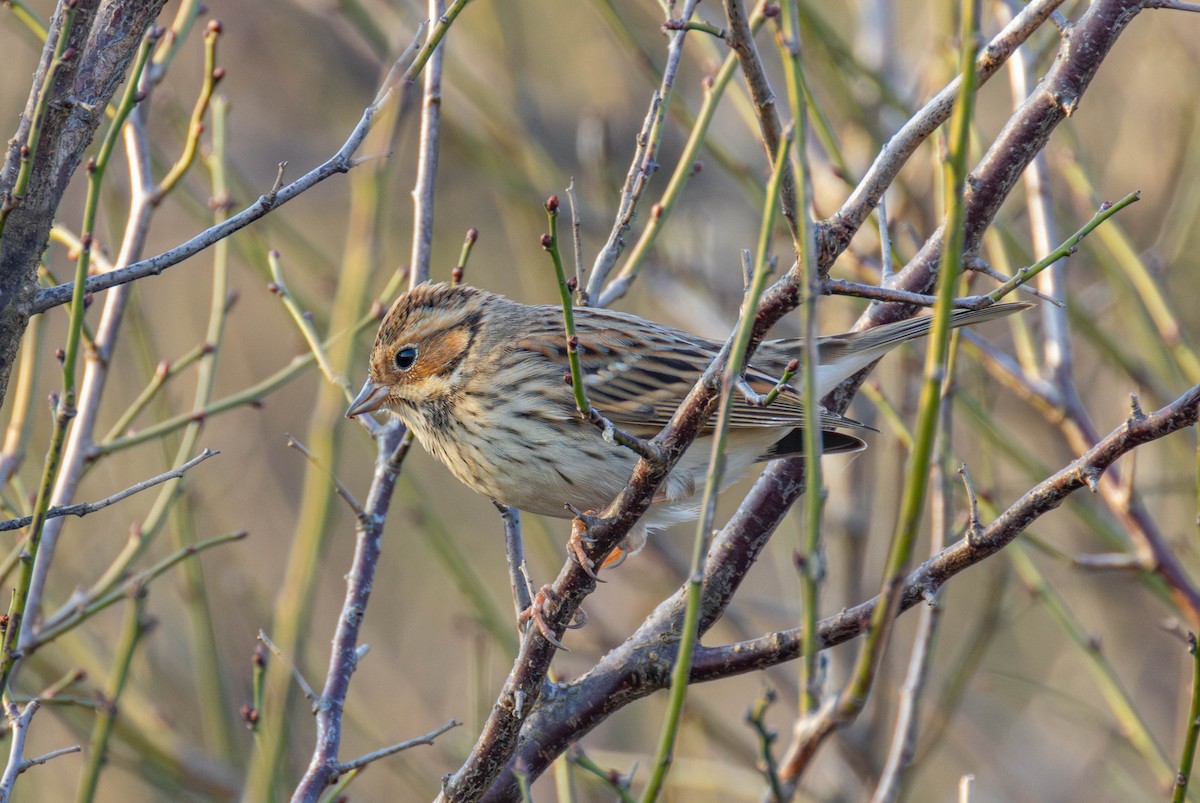 Little Bunting - ML646103086