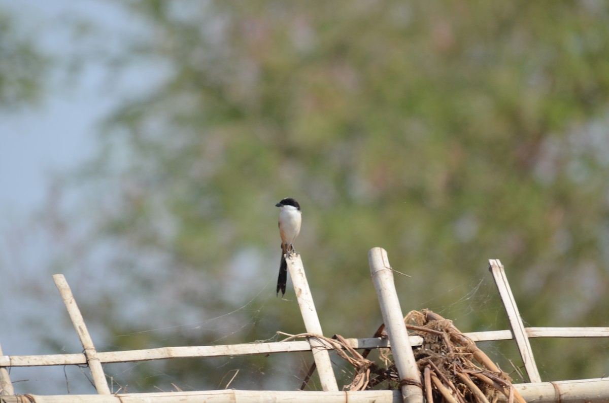 Long-tailed Shrike - ML646103091