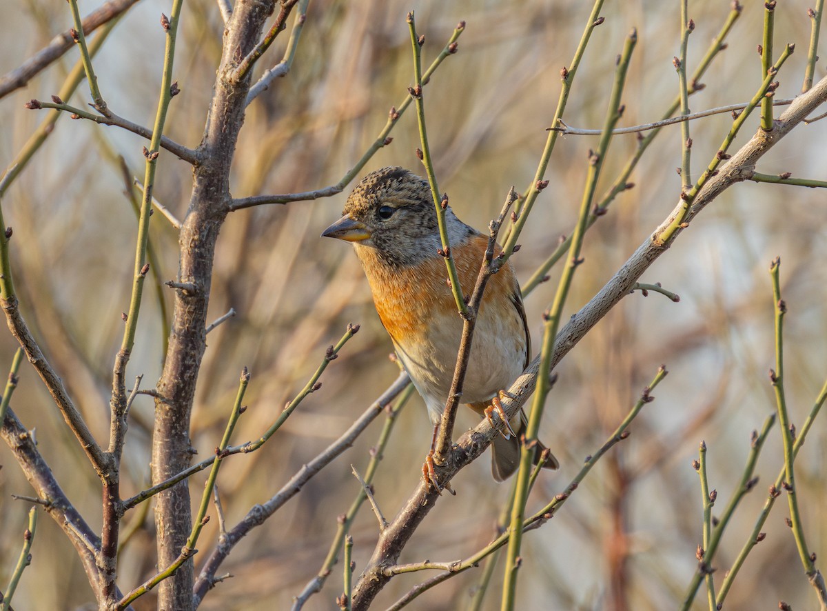 Brambling - ML646103093