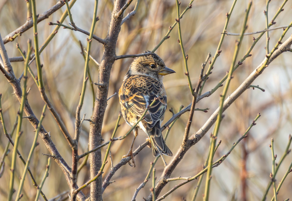 Brambling - ML646103094