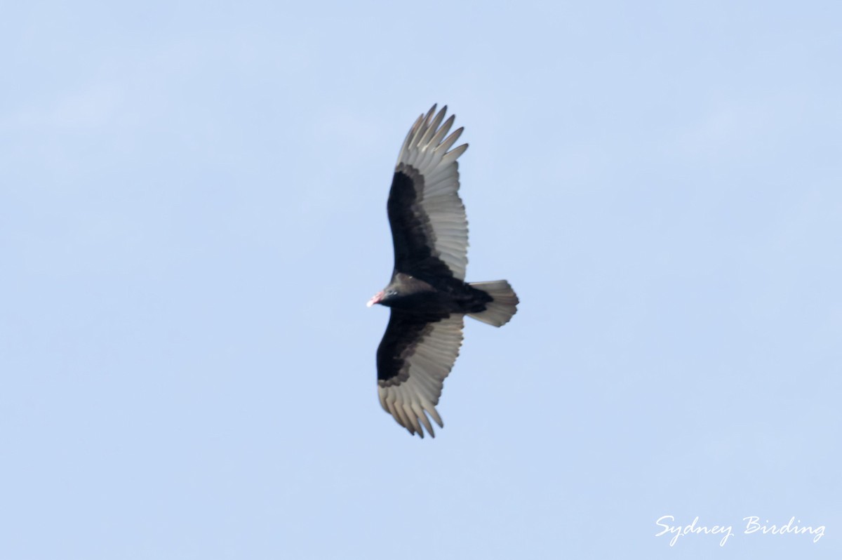 Truthahngeier - ML646103096