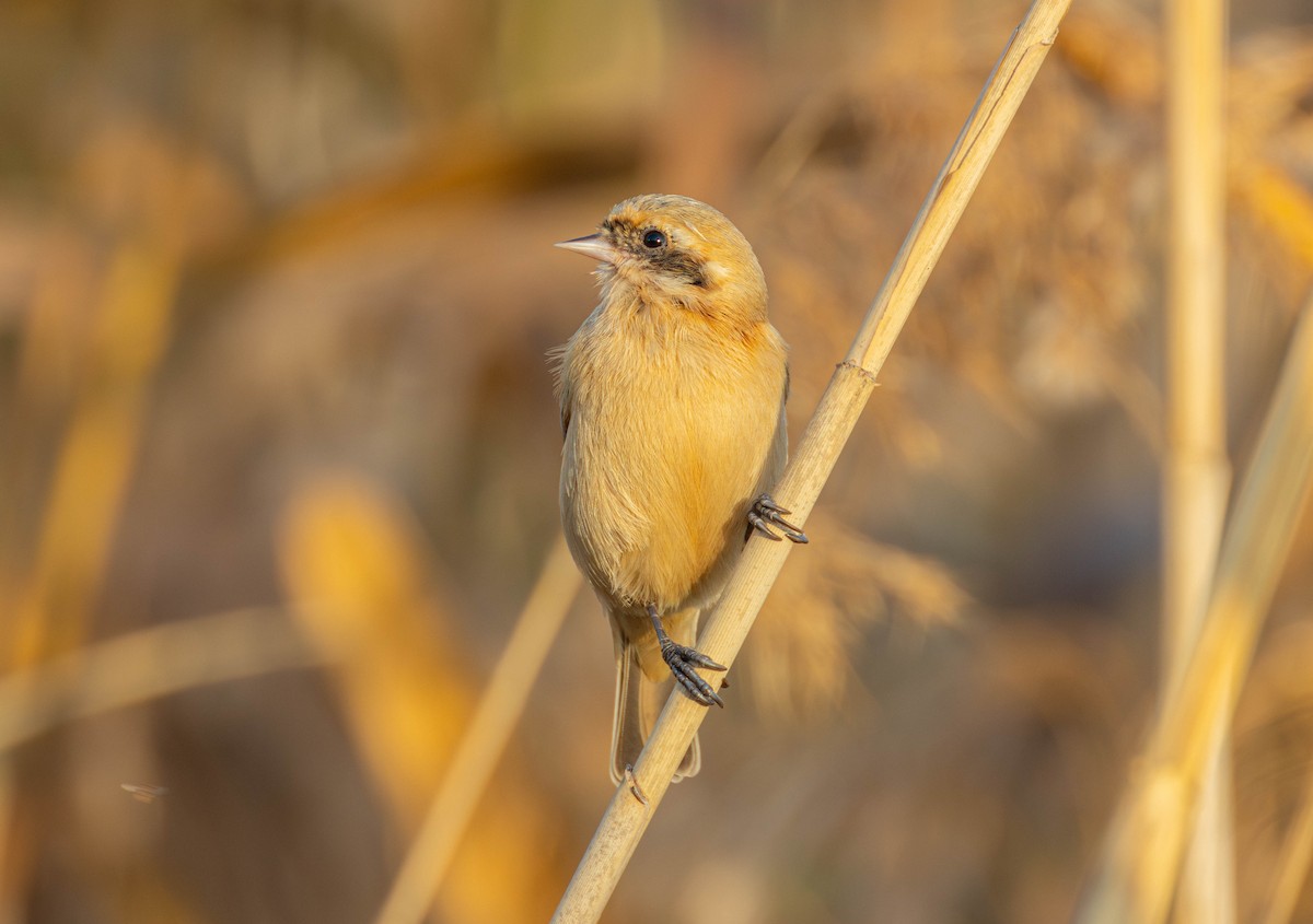 Chinese Penduline-Tit - ML646103097