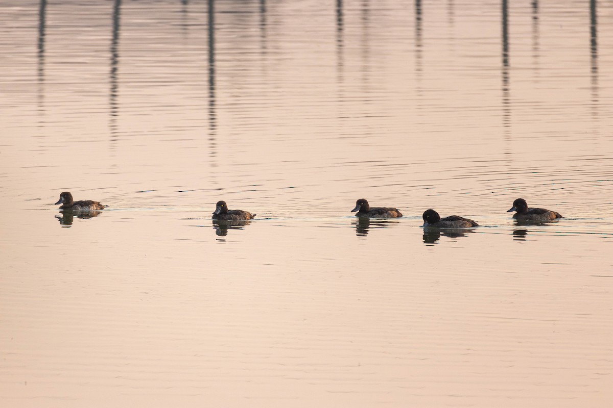 Tufted Duck - ML646103112