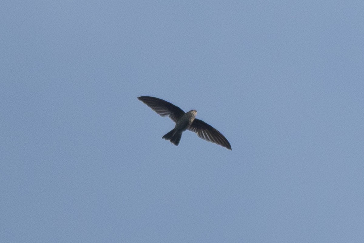Indian Swiftlet - ML646103176