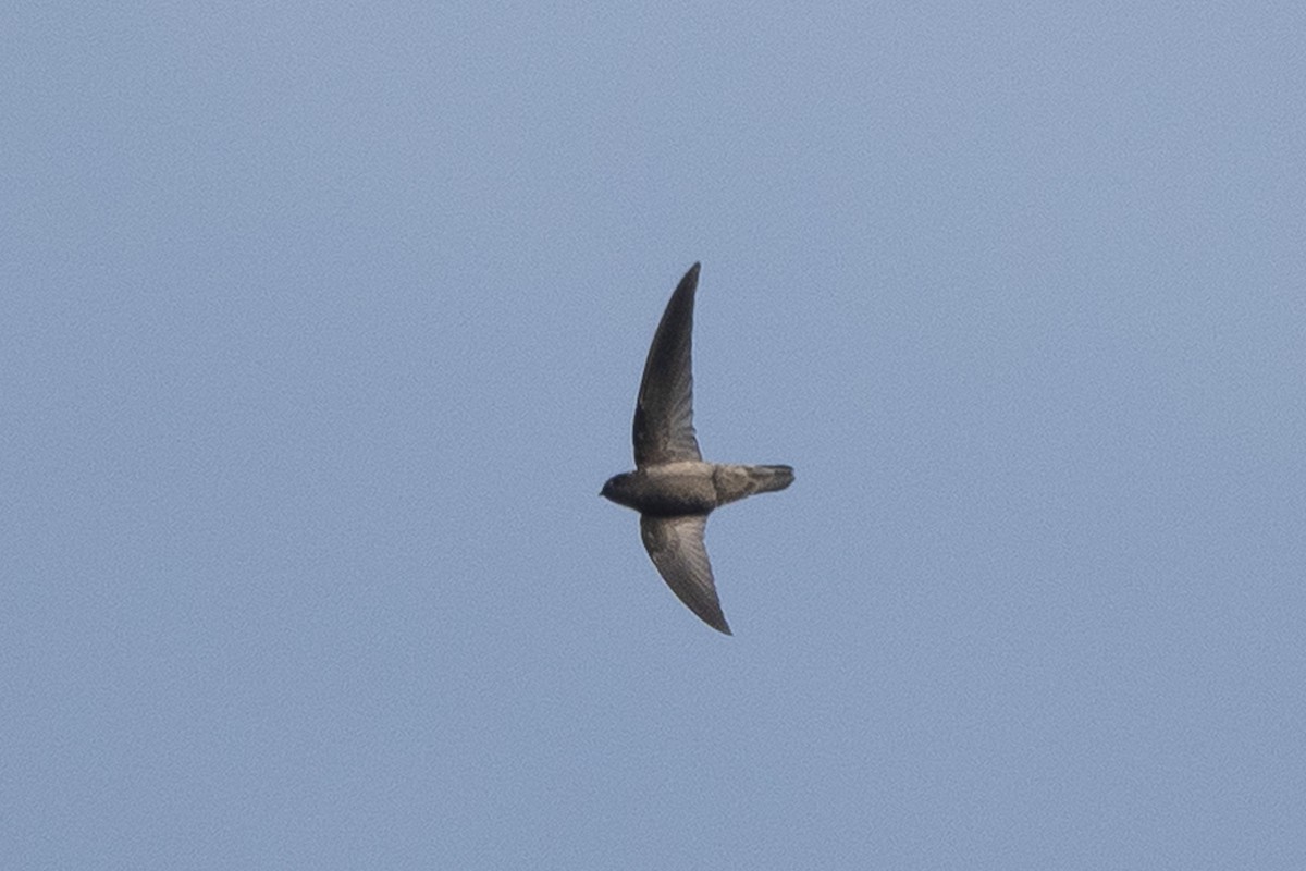 Indian Swiftlet - ML646103177