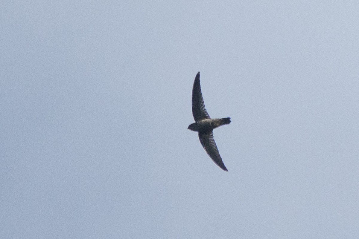 Indian Swiftlet - ML646103178