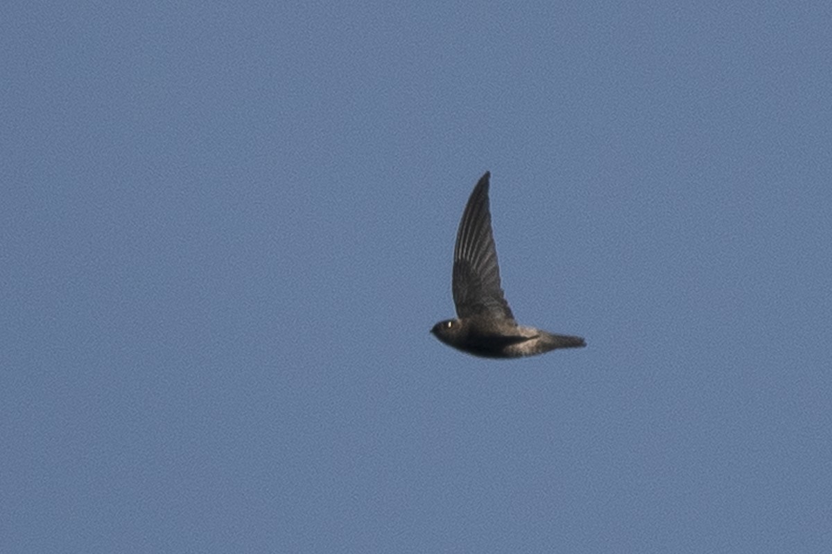 Indian Swiftlet - ML646103180