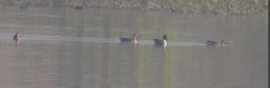 Northern Pintail - ML646103204