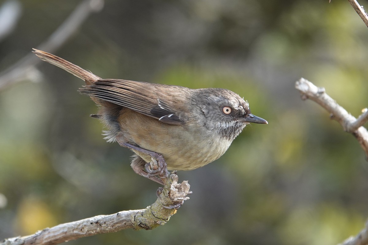 Tasmanian Scrubwren - ML646103214