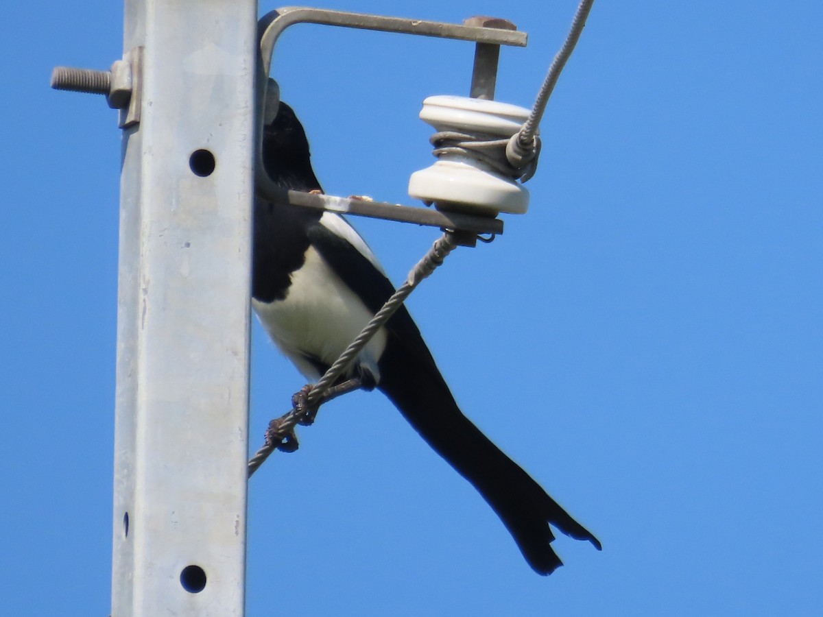 Дорнын шаазгай - ML646103219