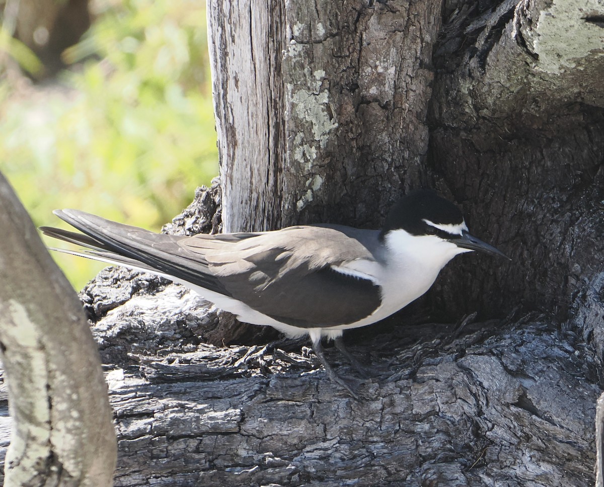 Sterne bridée - ML646103249