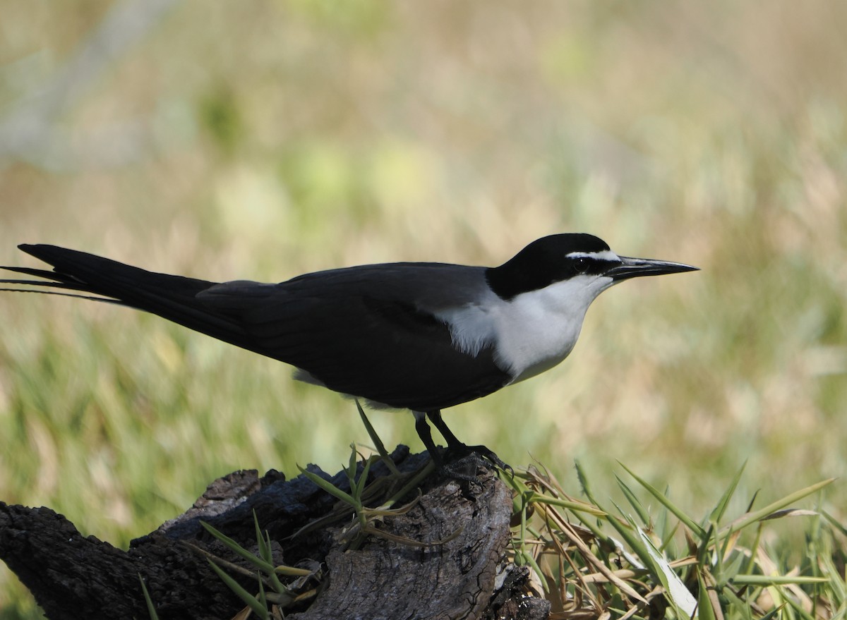 Sterne bridée - ML646103250