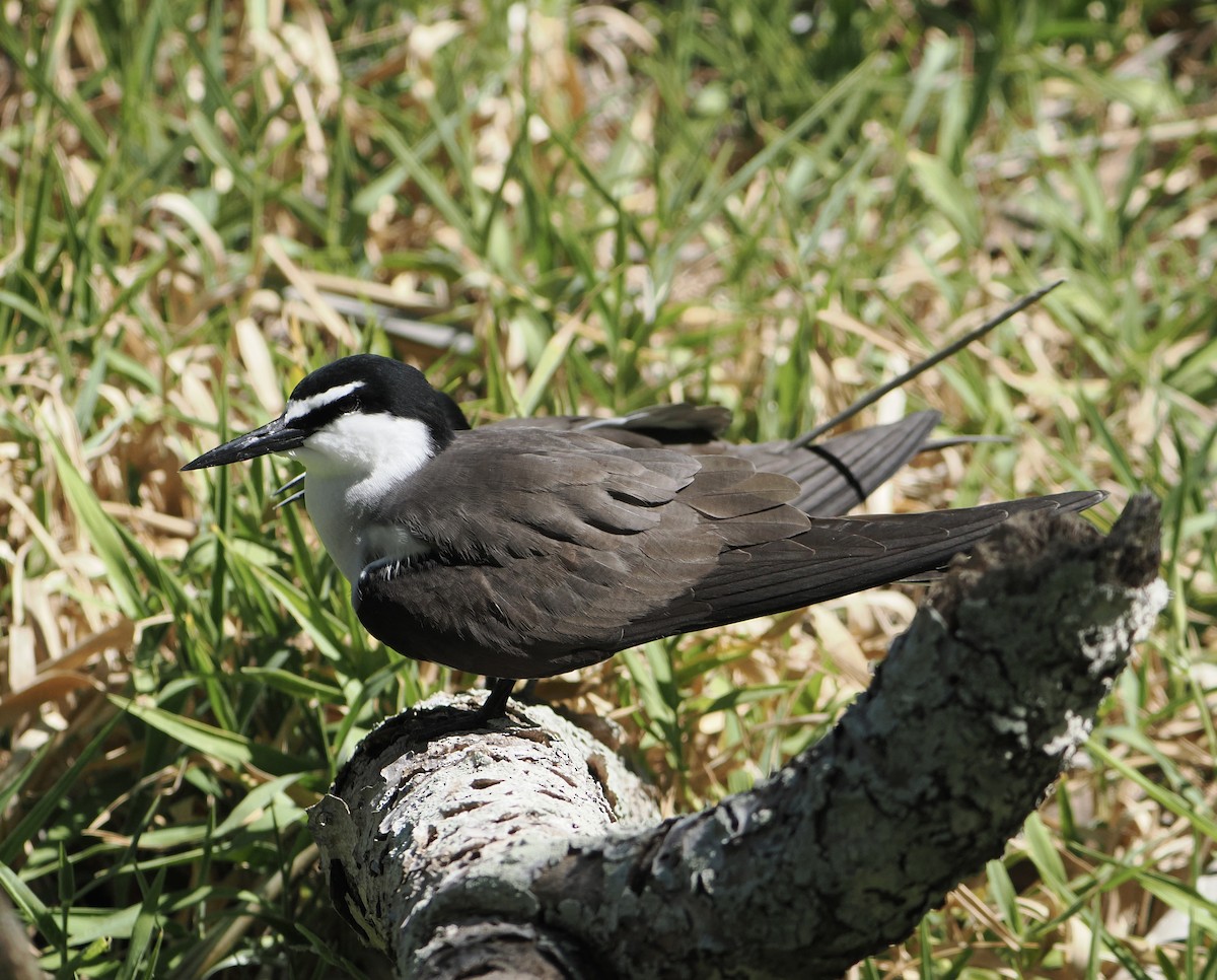 Sterne bridée - ML646103251