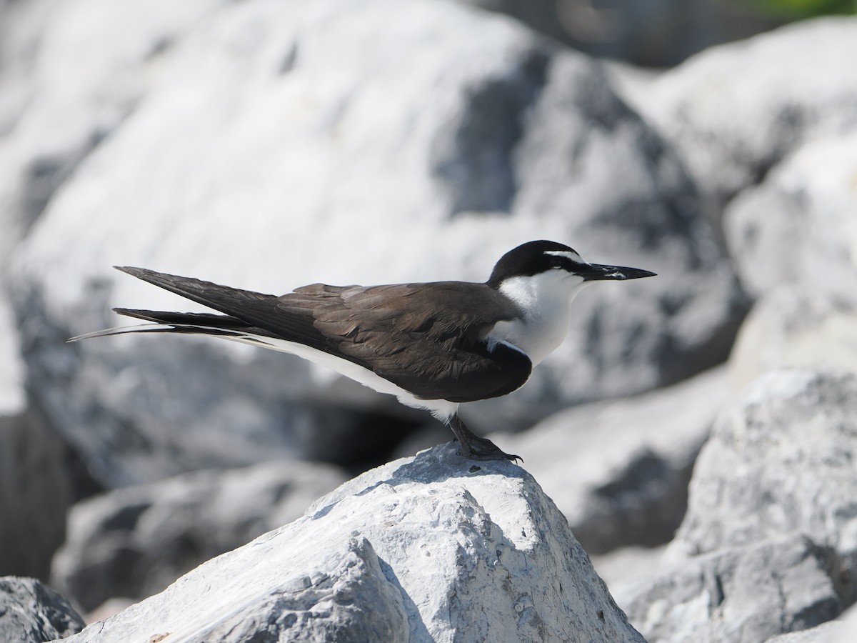 Sterne bridée - ML646103252