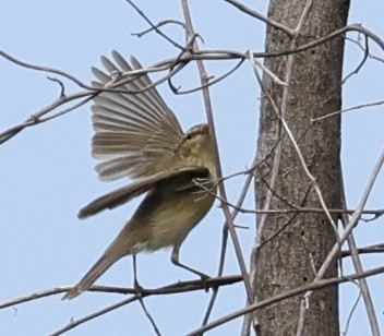 Ногоон дууч шувуу - ML646103263