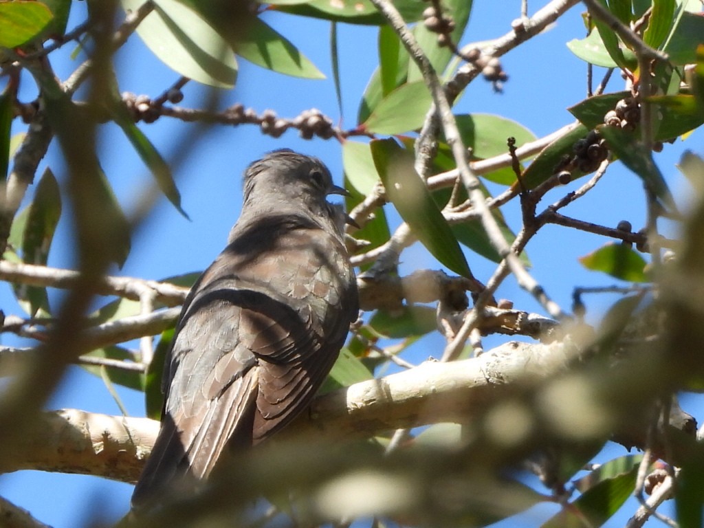 Sahul Brush Cuckoo - ML646103287