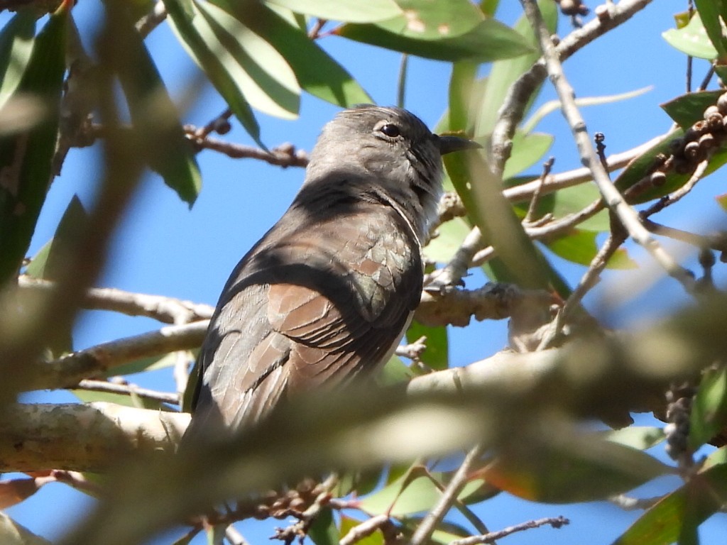 Sahul Brush Cuckoo - ML646103288