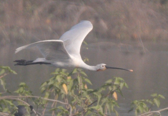 Eurasian Spoonbill - ML646103291