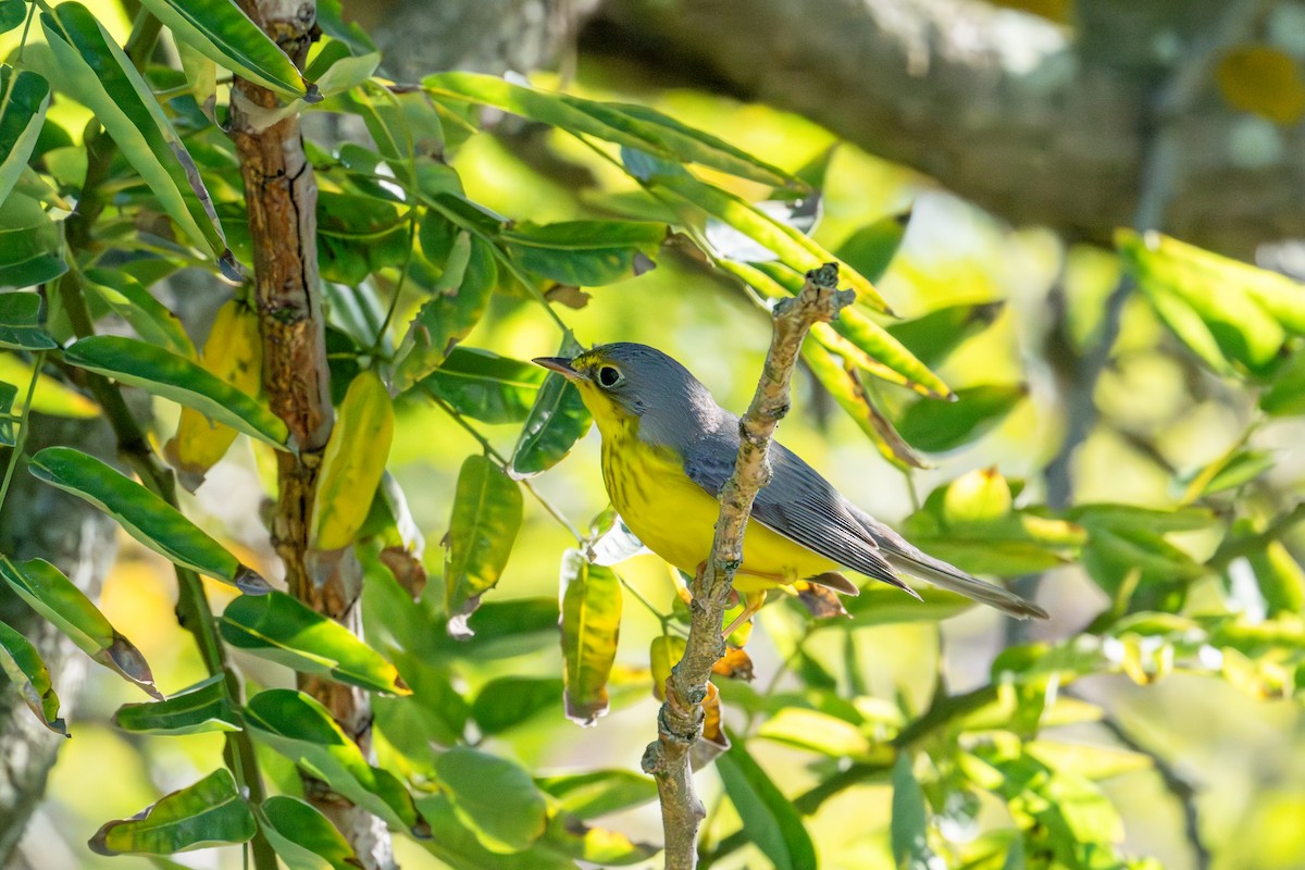 Канадская вильсония - ML646103294