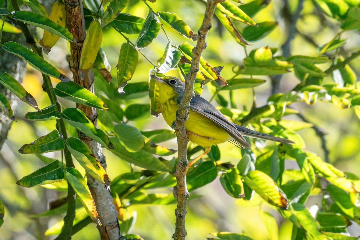 Канадская вильсония - ML646103295