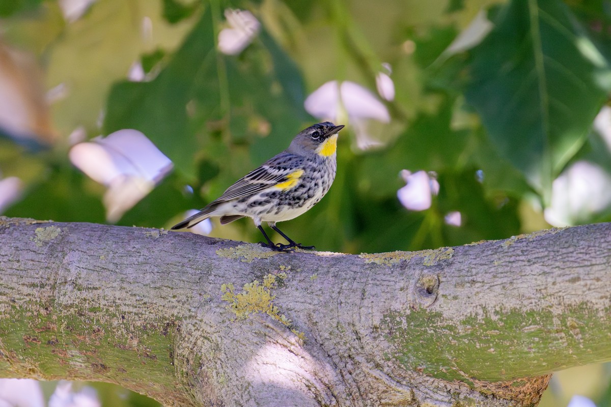 Yellow-rumped Warbler - ML646103299