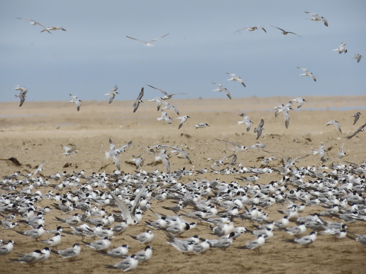 Common Tern - ML646103300