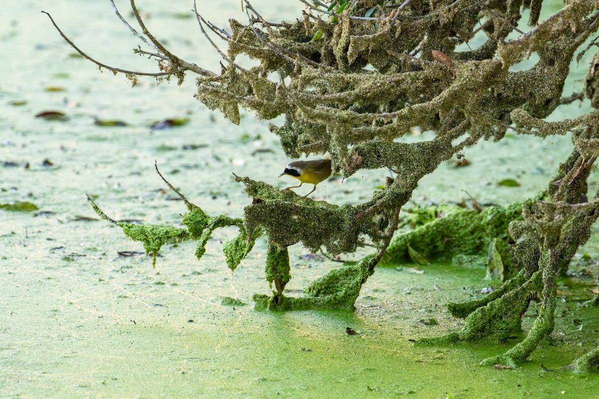 nordgulstrupe - ML646103301