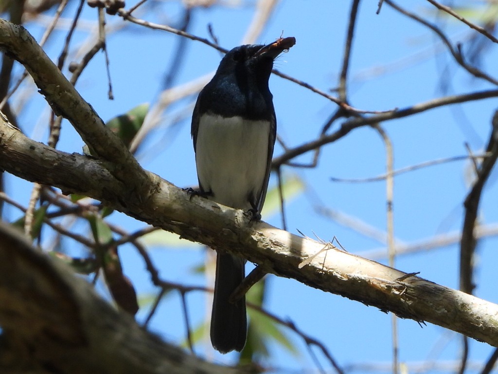 Leaden Flycatcher - ML646103305