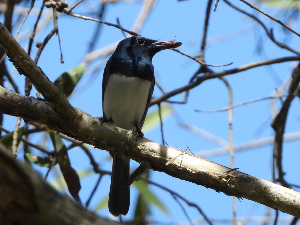 Leaden Flycatcher - ML646103306