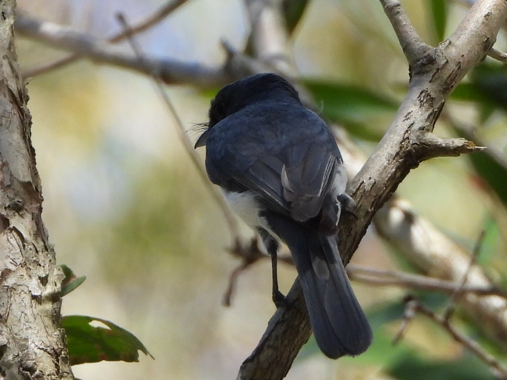 Leaden Flycatcher - ML646103307