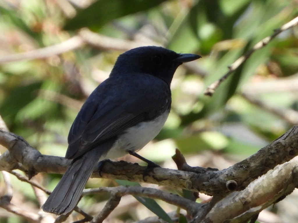 Leaden Flycatcher - ML646103308