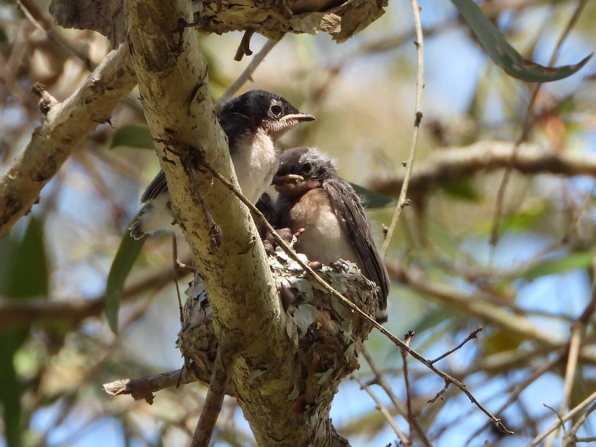 Leaden Flycatcher - ML646103309