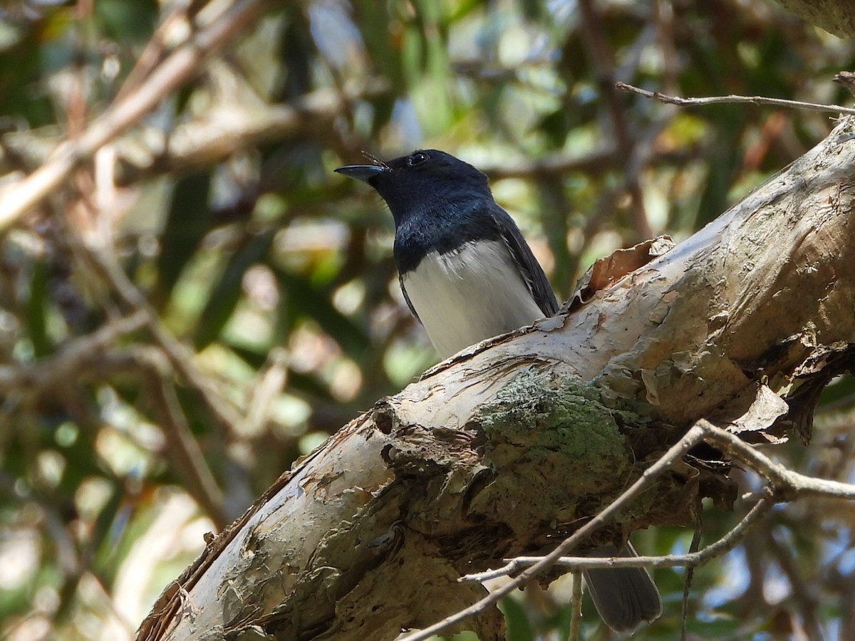 Leaden Flycatcher - ML646103310