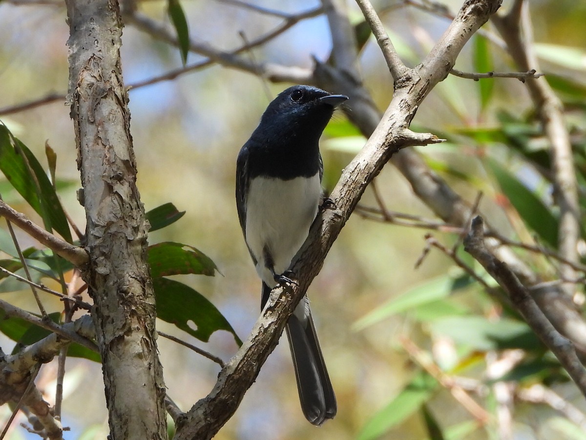 Leaden Flycatcher - ML646103311