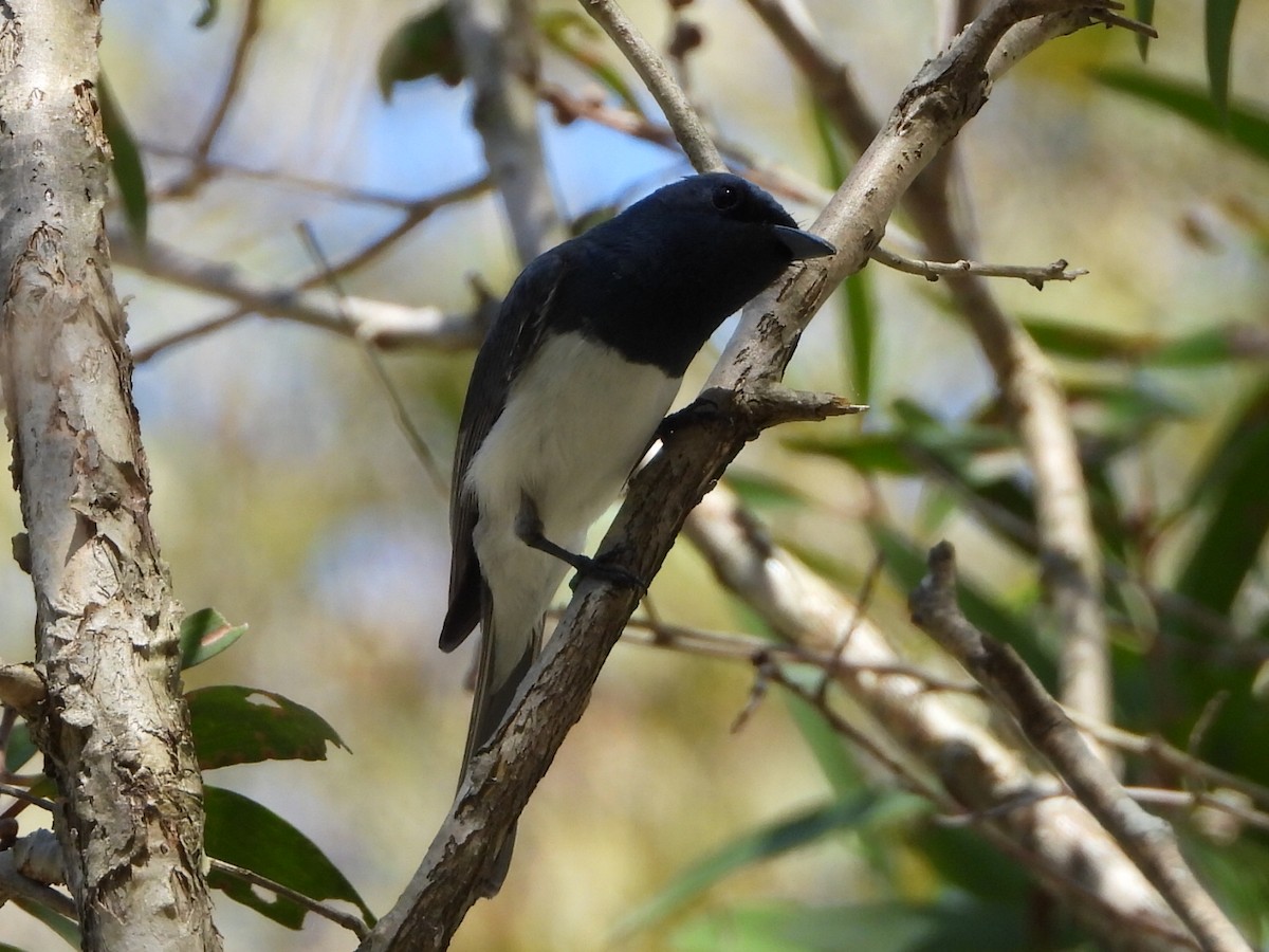 Leaden Flycatcher - ML646103312