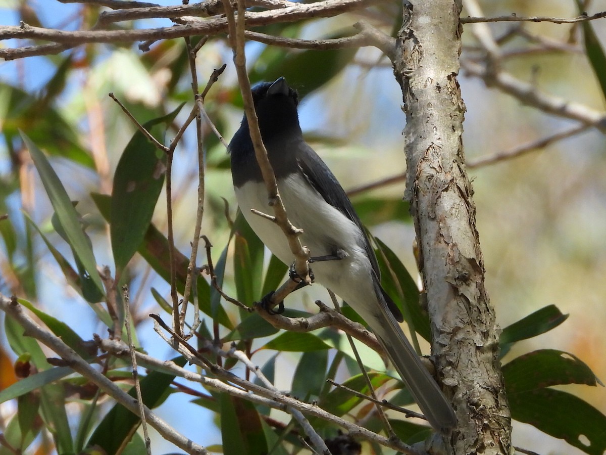 Leaden Flycatcher - ML646103313