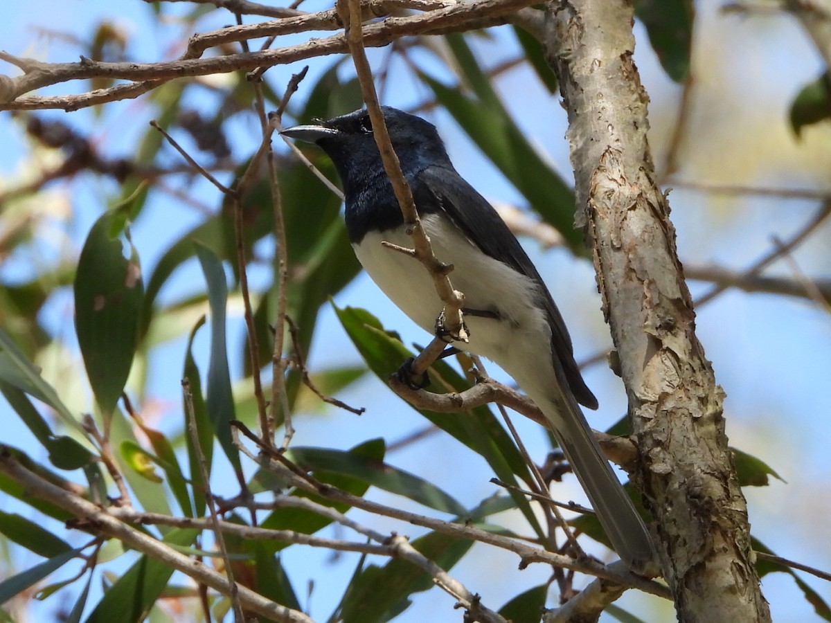 Leaden Flycatcher - ML646103314