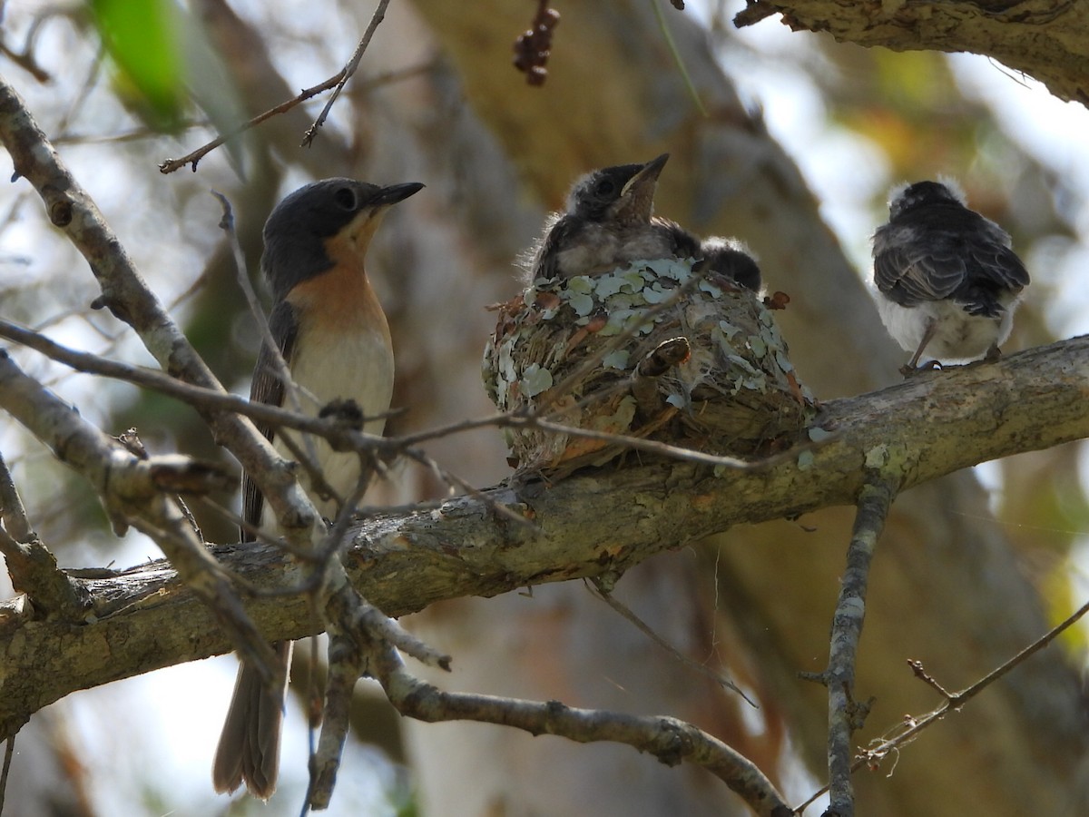 Leaden Flycatcher - ML646103315