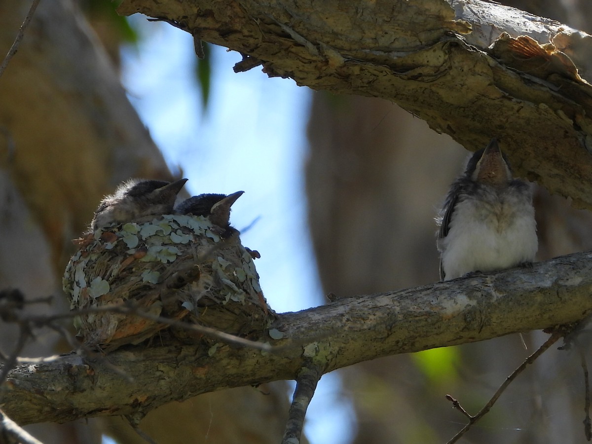 Leaden Flycatcher - ML646103316