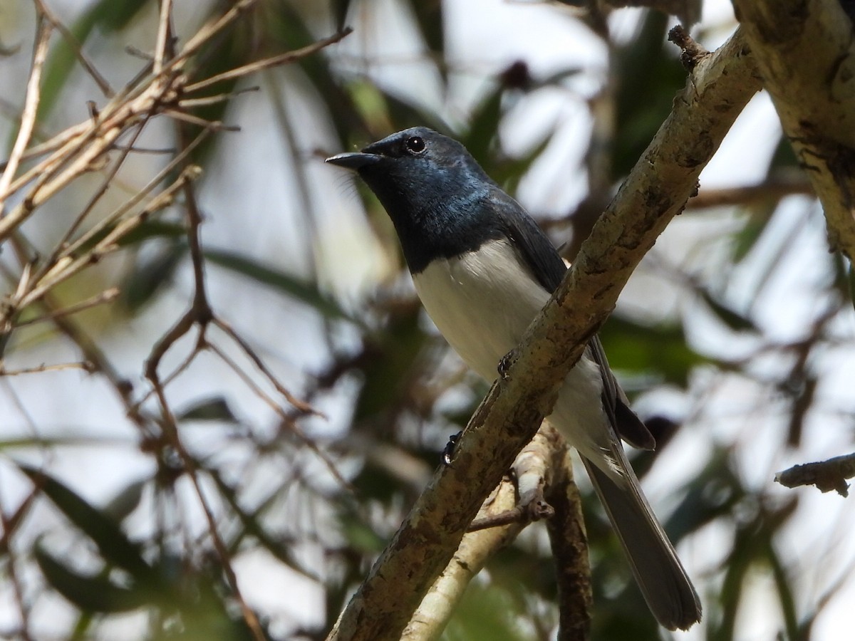 Leaden Flycatcher - ML646103317