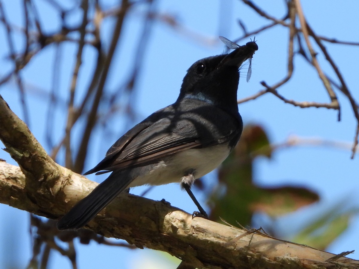 Leaden Flycatcher - ML646103318