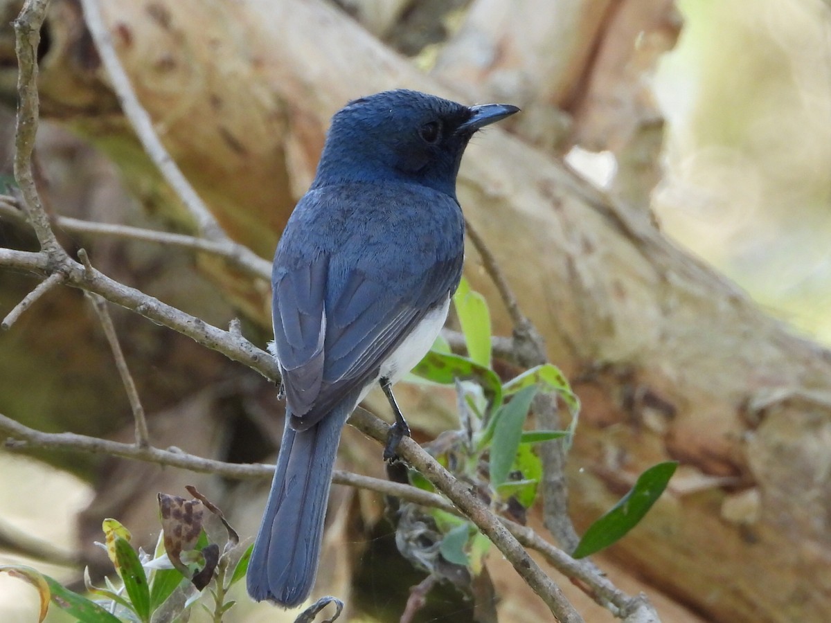 Leaden Flycatcher - ML646103319