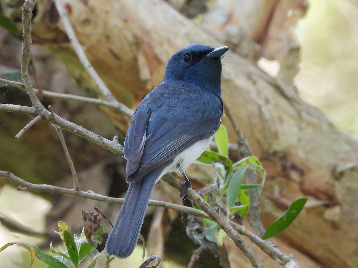 Leaden Flycatcher - ML646103320