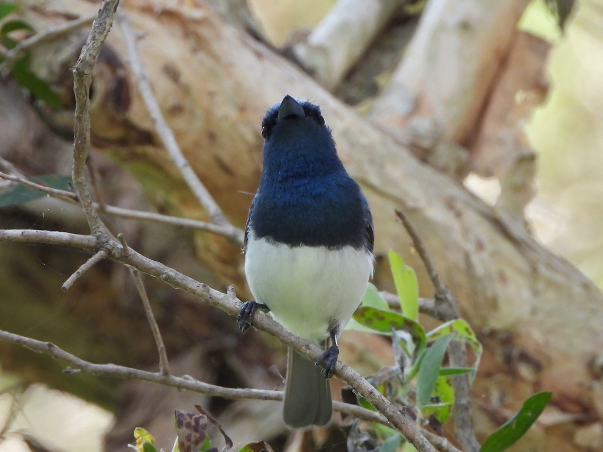 Leaden Flycatcher - ML646103321