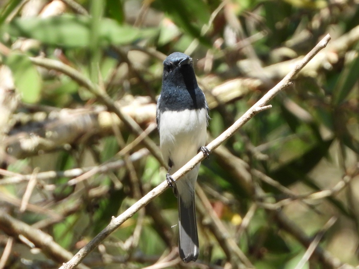 Leaden Flycatcher - ML646103322