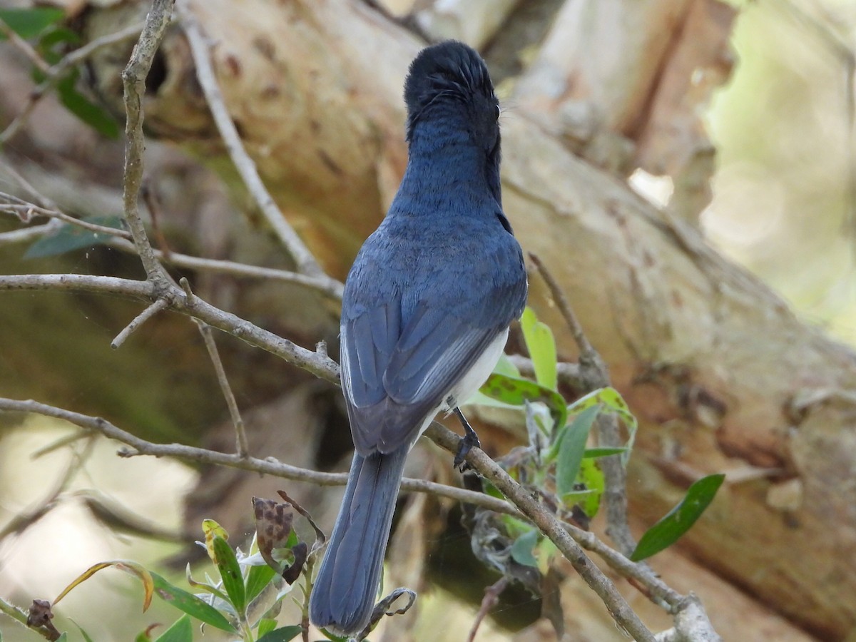 Leaden Flycatcher - ML646103323