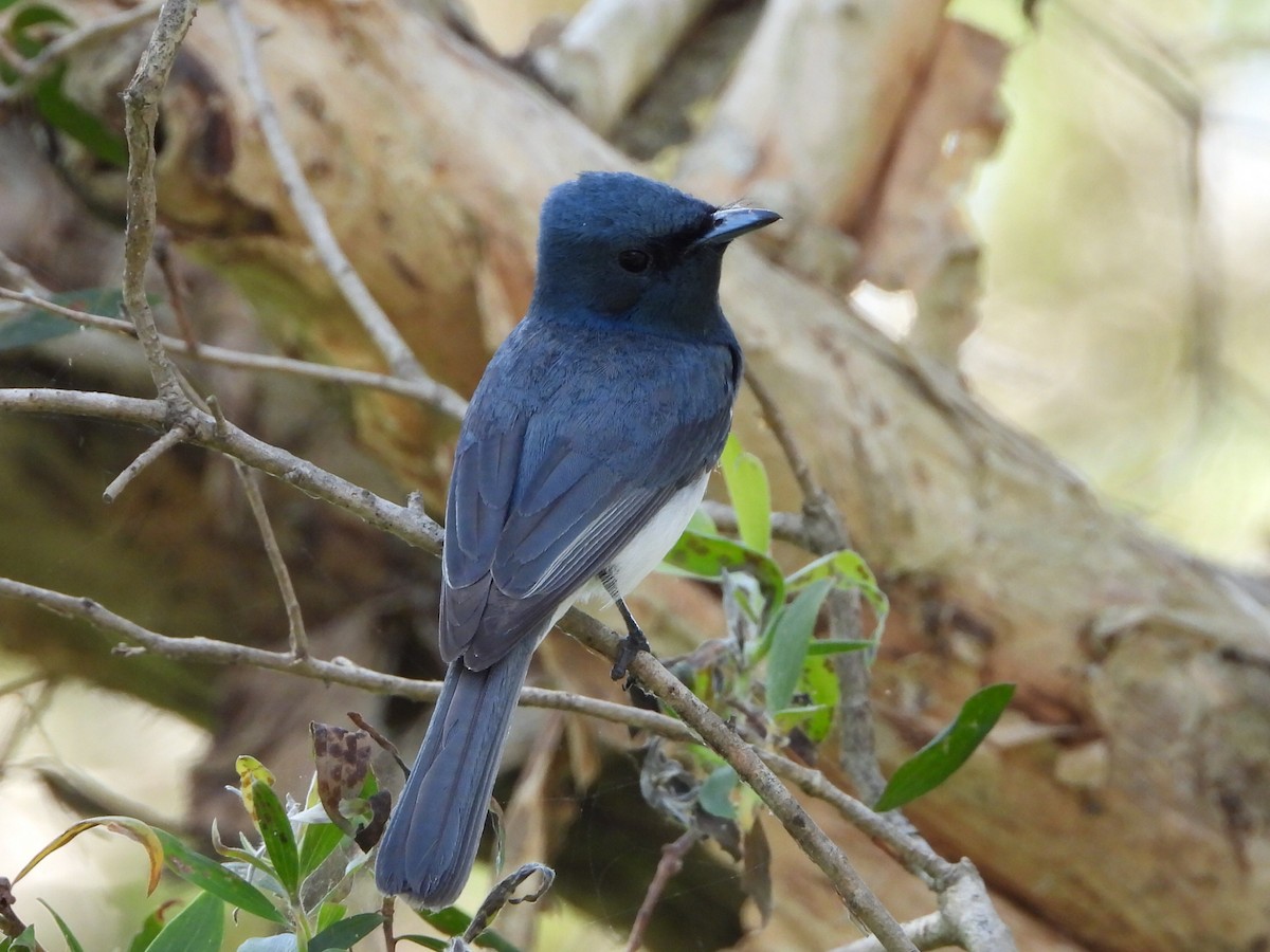 Leaden Flycatcher - ML646103324