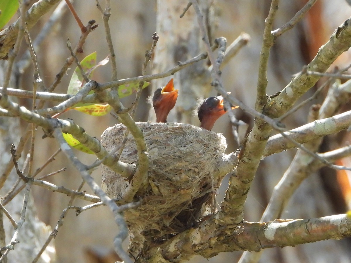 Willie-wagtail - ML646103340