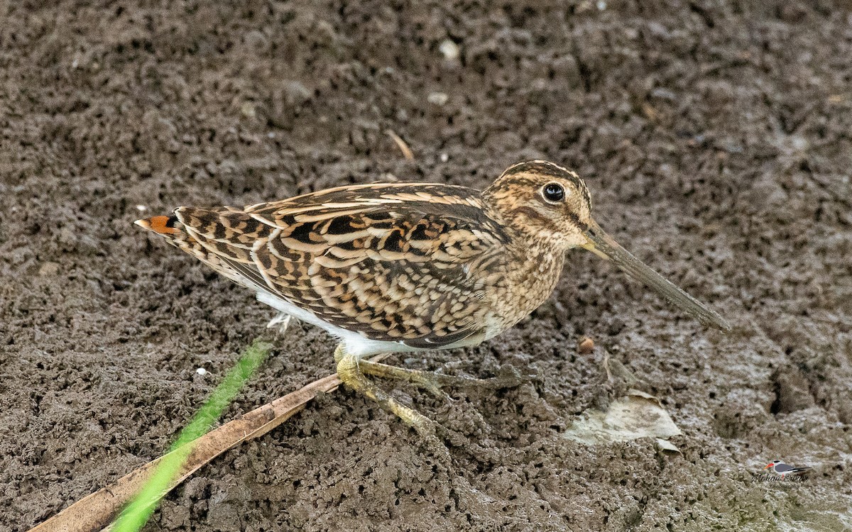 ハリオシギ - ML646103348